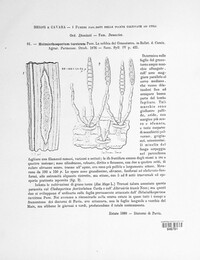 Setosphaeria turcica image